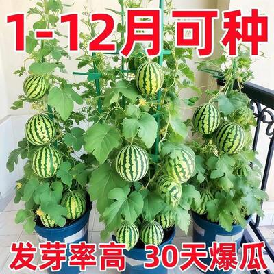 超甜麒麟西瓜蜜罐小西瓜无籽四季阳台庭院土壤盆栽种植水果种子籽