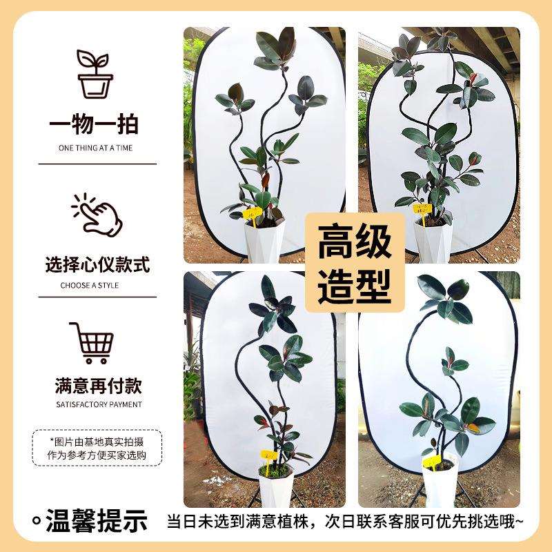黑金刚橡皮树客厅大盆栽绿植办公室内大型植物落地式大号真花禄植