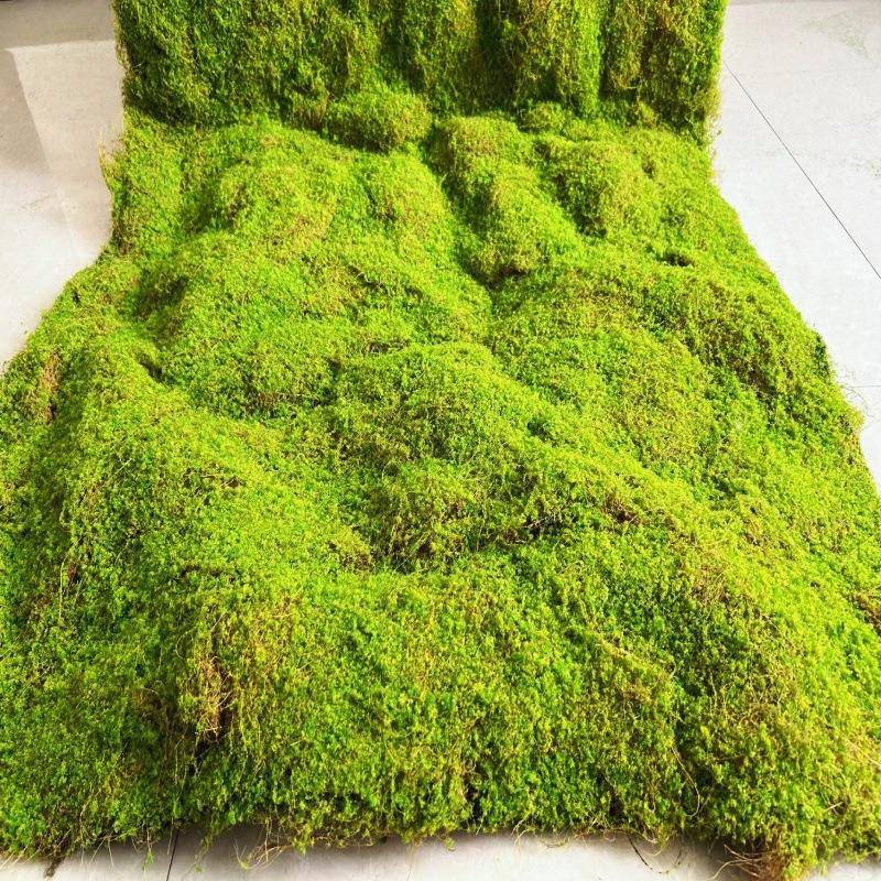 仿真苔藓植绒绿色假苔藓 青苔微景观盆景装饰材料 草坪草皮装饰品