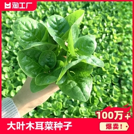 大叶木耳菜种籽青菜蔬菜种子秋冬春季秋季木耳菜圆叶子种植阳台