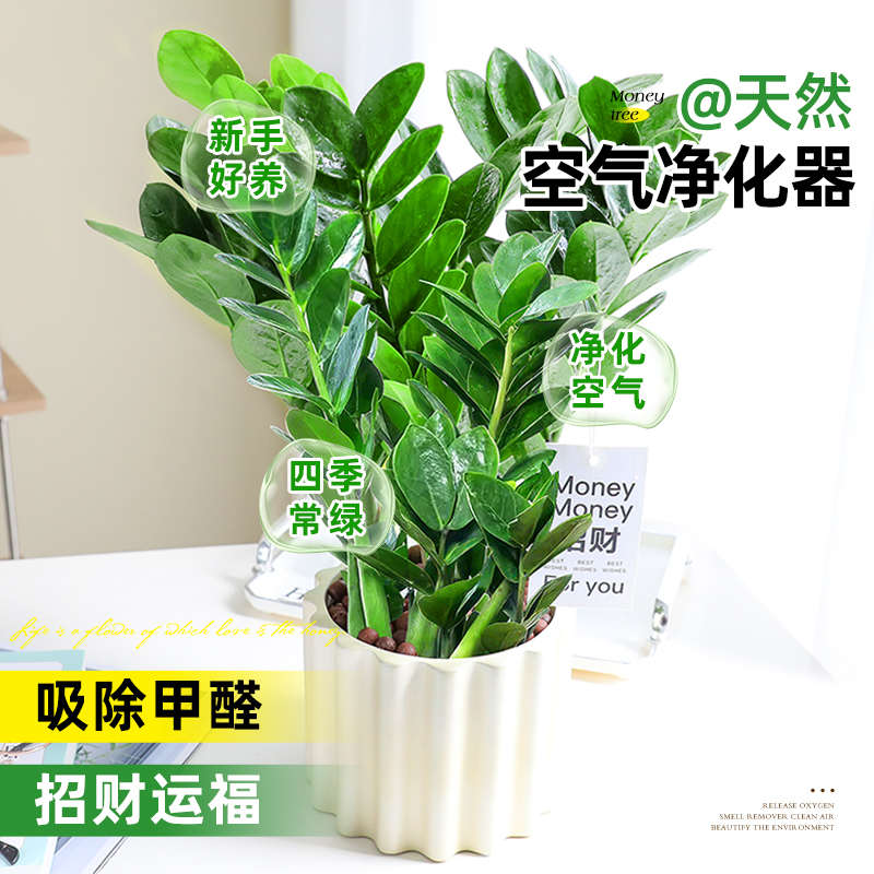 金钱树盆栽室内大盆绿植书房摆件招财钱串子四季常青好养易活植物