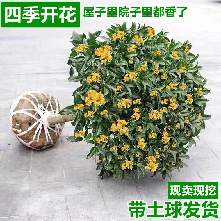 桂花树苗金桂盆栽庭院浓香型嫁接四季丹桂花大树室内阳台植物花卉