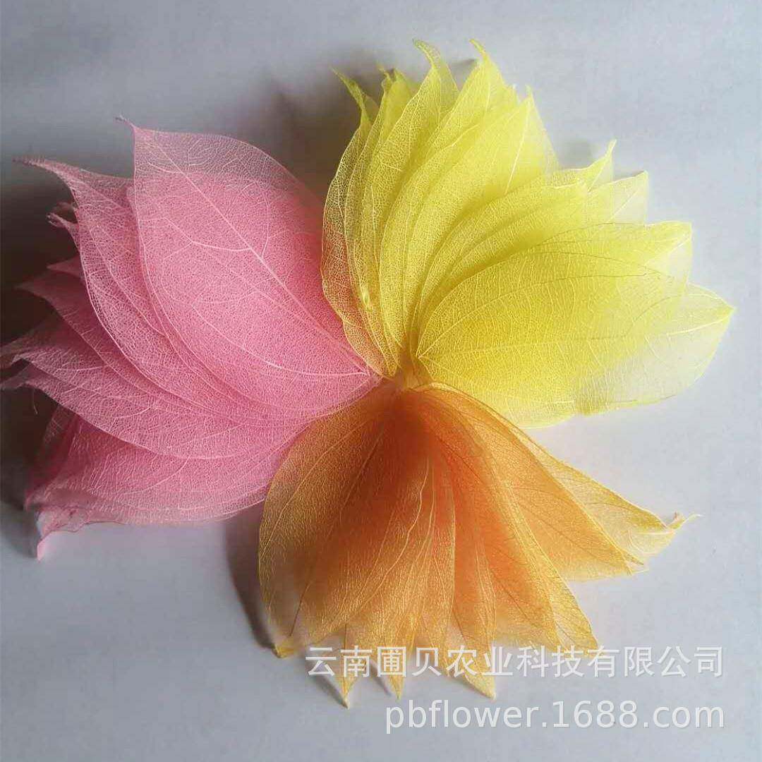 手工押花浮游瓶DIY干花材永生金刚叶现货多色叶脉干花手作
