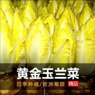 金玉兰菜种子软化菊苣苦苣种子菜根种孑种苗白玉兰种子黄芽菜种子