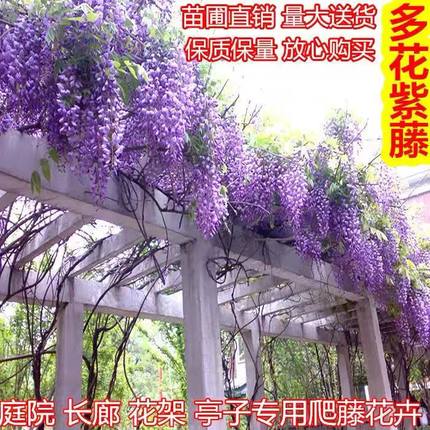 老多花庭院紫藤花树苗桩萝四季阳台紫藤耐寒树苗爬植物藤开花盆栽