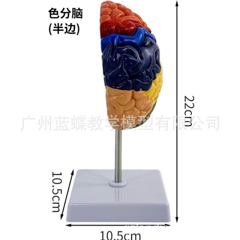 人体半边脑色分功能区模型 医患沟通模型 脑神经 脑科教学模型