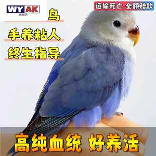 牡丹鹦鹉活鸟高纯紫罗兰会说话手养鸟粘人宠物鸟小鸟半毛雏鸟
