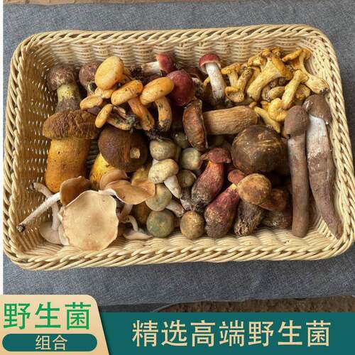 25年云南杂组合 新鲜松茸红菇见手青鸡肉丝菇珊瑚菌青头野生菌组