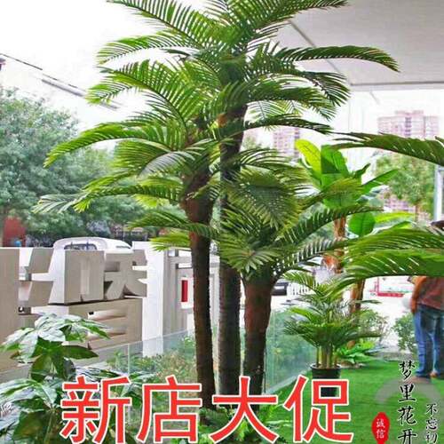 椰子树仿真真椰树真棕榈树保鲜酒店大堂摆放装饰一件