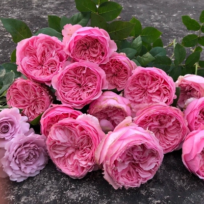 耐寒奥斯汀凯丽月季浓香玫瑰花苗阳台庭院盆栽耐热四季开粉色切花