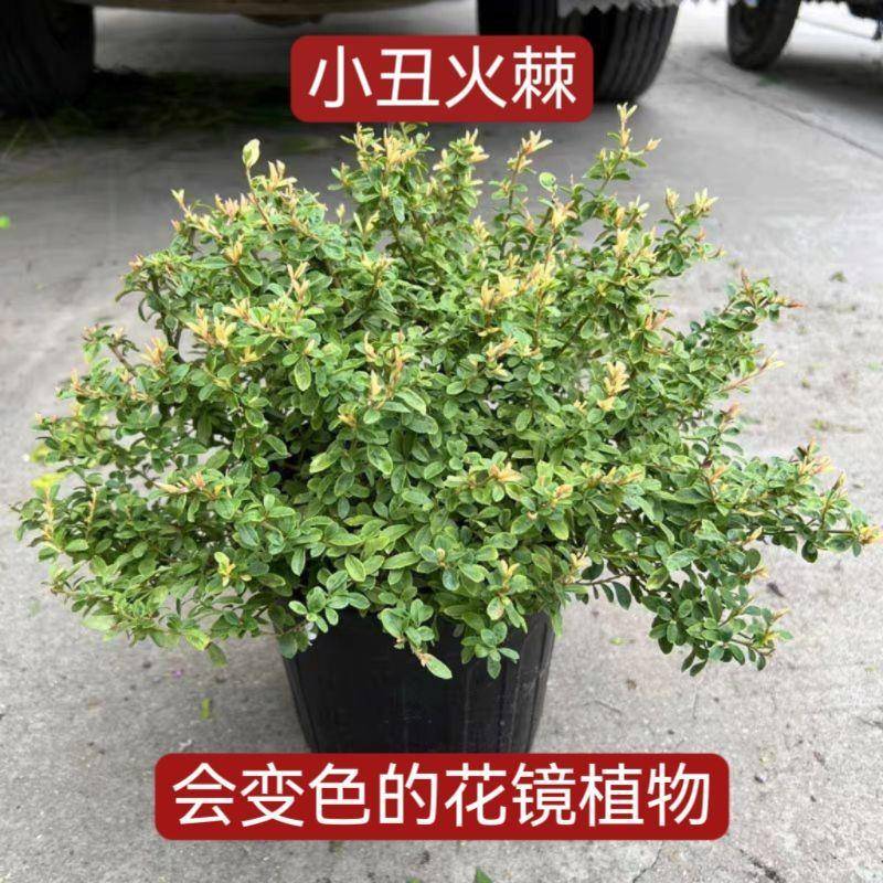 小丑火棘彩叶杞柳盆栽庭院花园灌年生木多耐寒耐热彩色木观叶植物