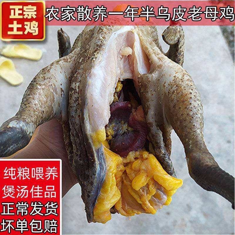 四川土鸡农家散养新鲜老母鸡黑脚月子乌皮草鸡农村整祇重庆跑山鸡