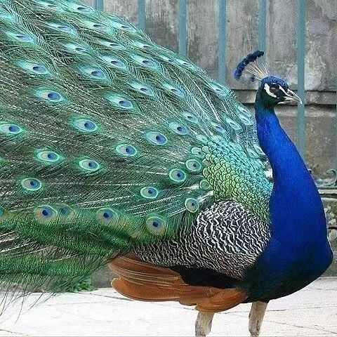 白种蛋花孔雀种蛋孔雀种蛋孵化蓝孔雀种蛋孔雀可受精蛋雀蛋孔孔雀
