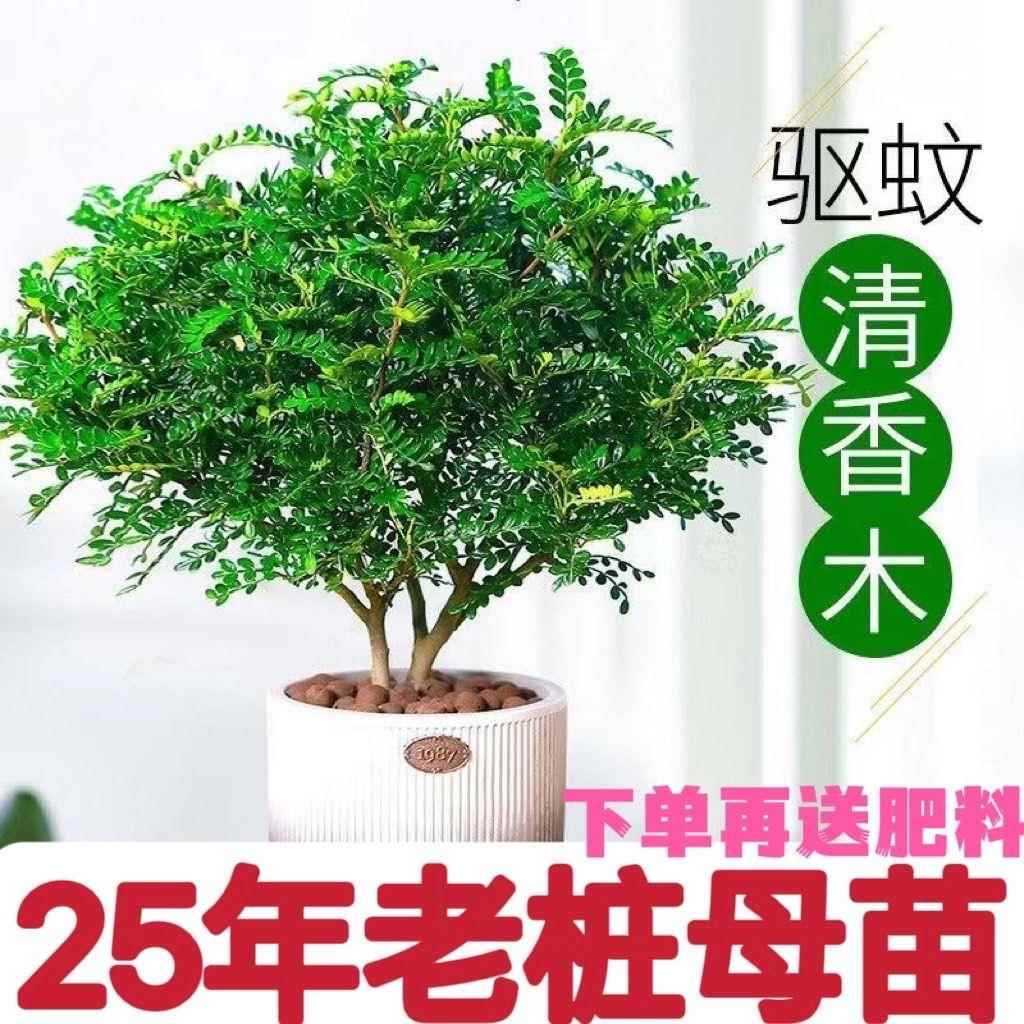 清香胡椒木盆栽驱蚊植物四季常青室内...