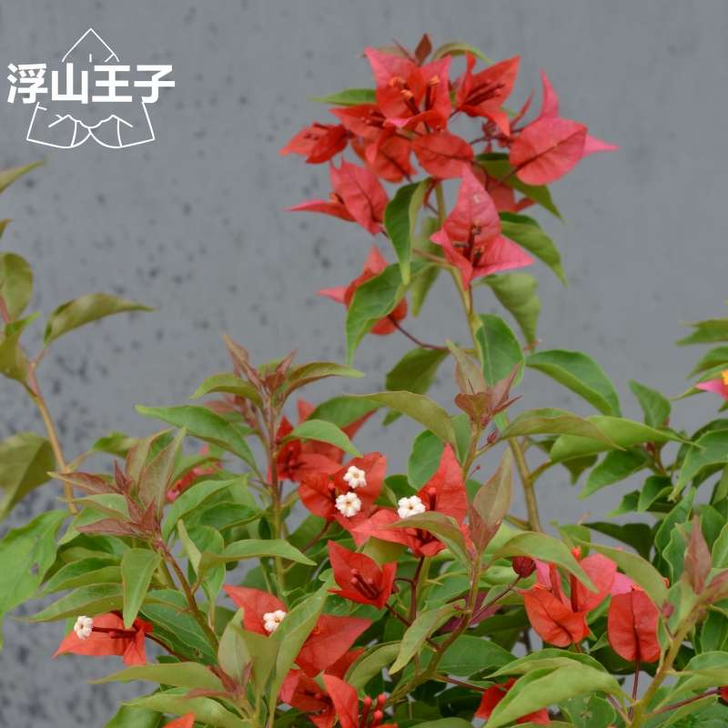 浮山王子三角梅品种苗热火桑巴含盆喜阳爬藤红色开花阳台庭院植物
