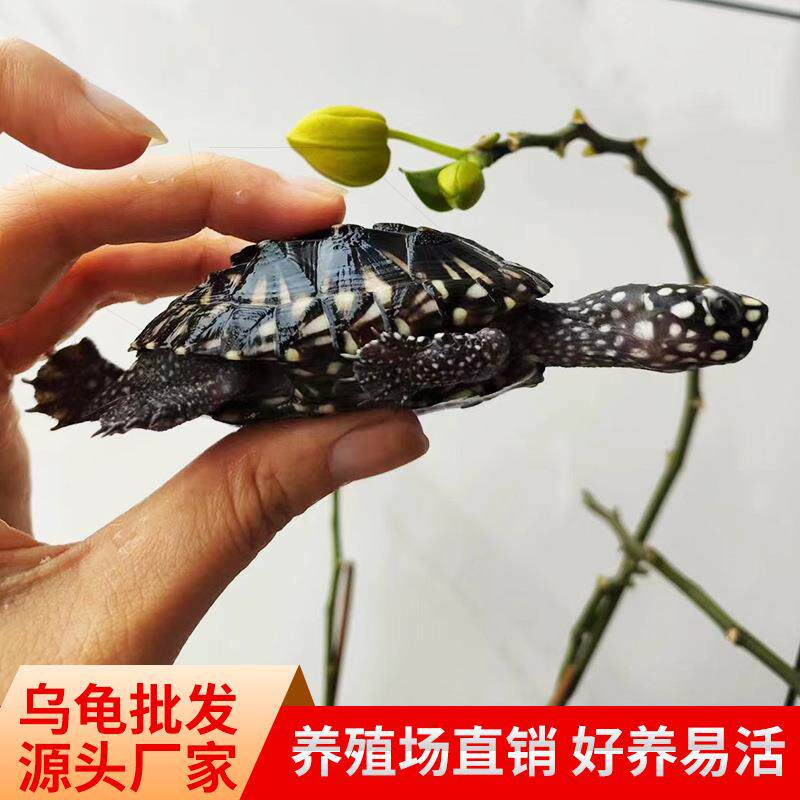 热带斑点龟深水龟观赏宠物龟吃粪龟鱼缸清洁龟新手易养活正宗斑点