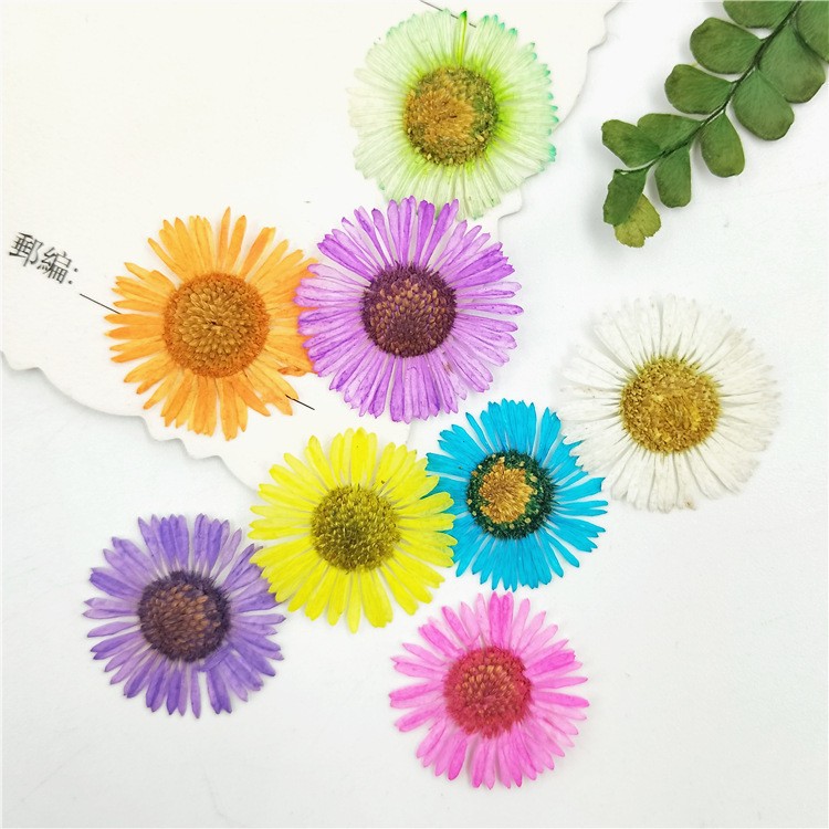 DIY飞蓬花干花押贴脸花画干花