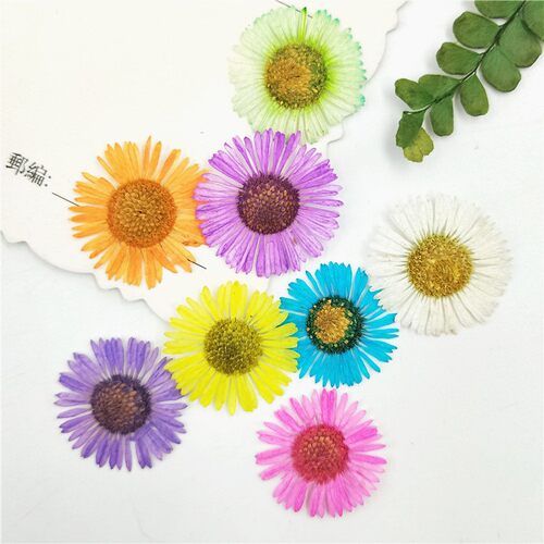 DIY飞蓬花干花押贴脸花画干花