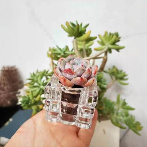 Soilless Succulent Planter Glass Bottle Transparent Planting
