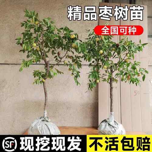 枣树活苗沾化冬枣青枣树苗南方北方种植庭院地栽果树果苗当年结果