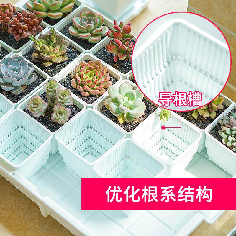 控根花盆多肉花盆塑料花盆创意花盆托盘组合树脂育苗花盆