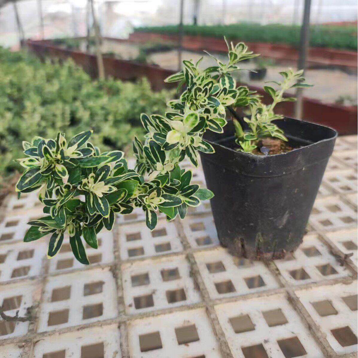 金边白花六月雪迷你悬崖水陆缸公室桌面造景盆栽绿植苔藓植物