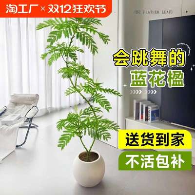 蓝花楹绿植客厅大型盆栽高级感植物室内落地式真花四季好养活卧室