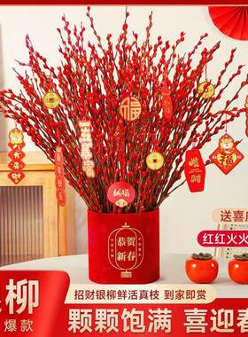 银柳真花鲜枝年宵花红色银柳干花彩色柳枝冬季室内客厅福桶装饰厂