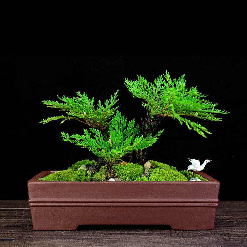 紫砂花盆大号腰圆长方形桌面绿植盆景盆文竹榕树摆件室内景观