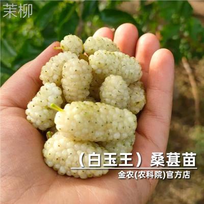 白玉王桑葚树苗四季白桑桑树苗北南方种植当年结果果树果苗