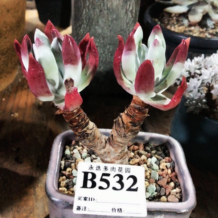 永选仙女杯 象牙苹果叶 532