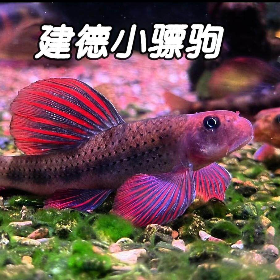 建德小鳔原生鱼冷水鱼不加温底栖除藻鱼金苔鼠观赏鱼棒花鱼