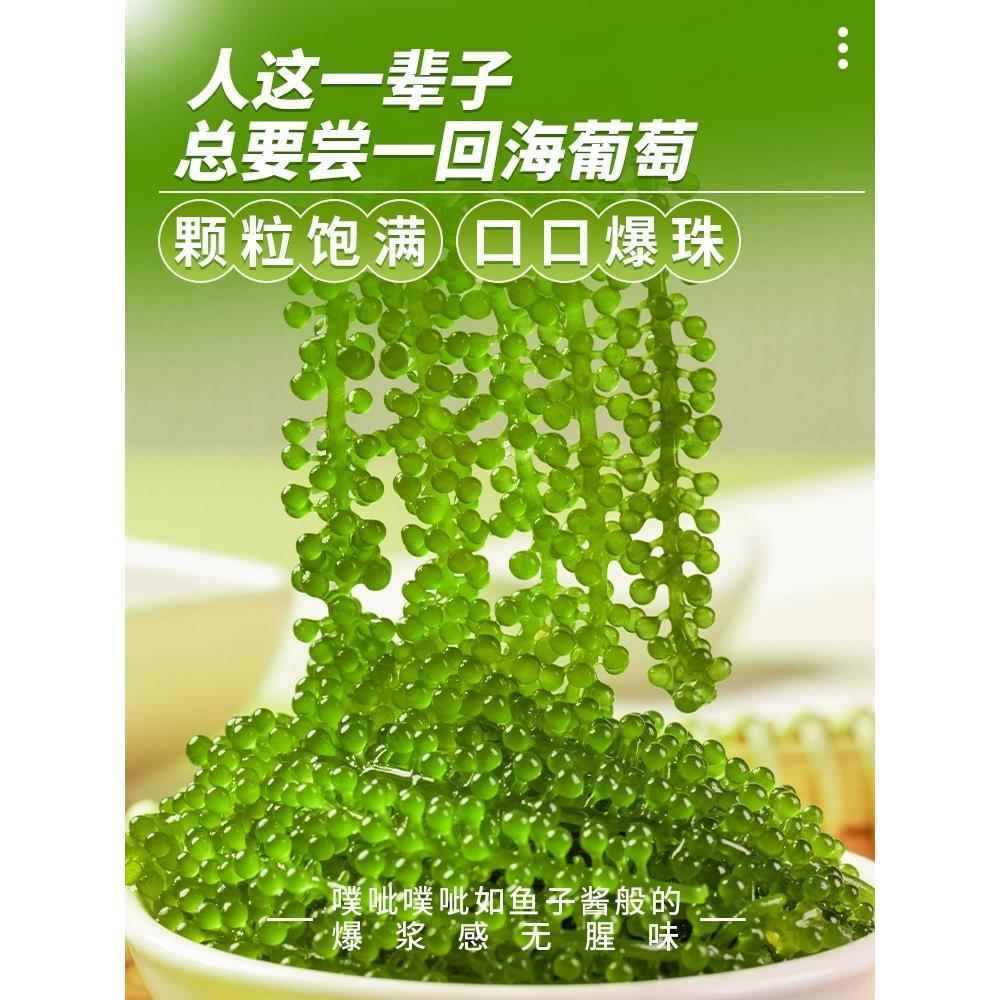 儿童海葡萄即食绿色鱼子酱泡发网红凉拌菜零食新鲜盐渍官方旗舰