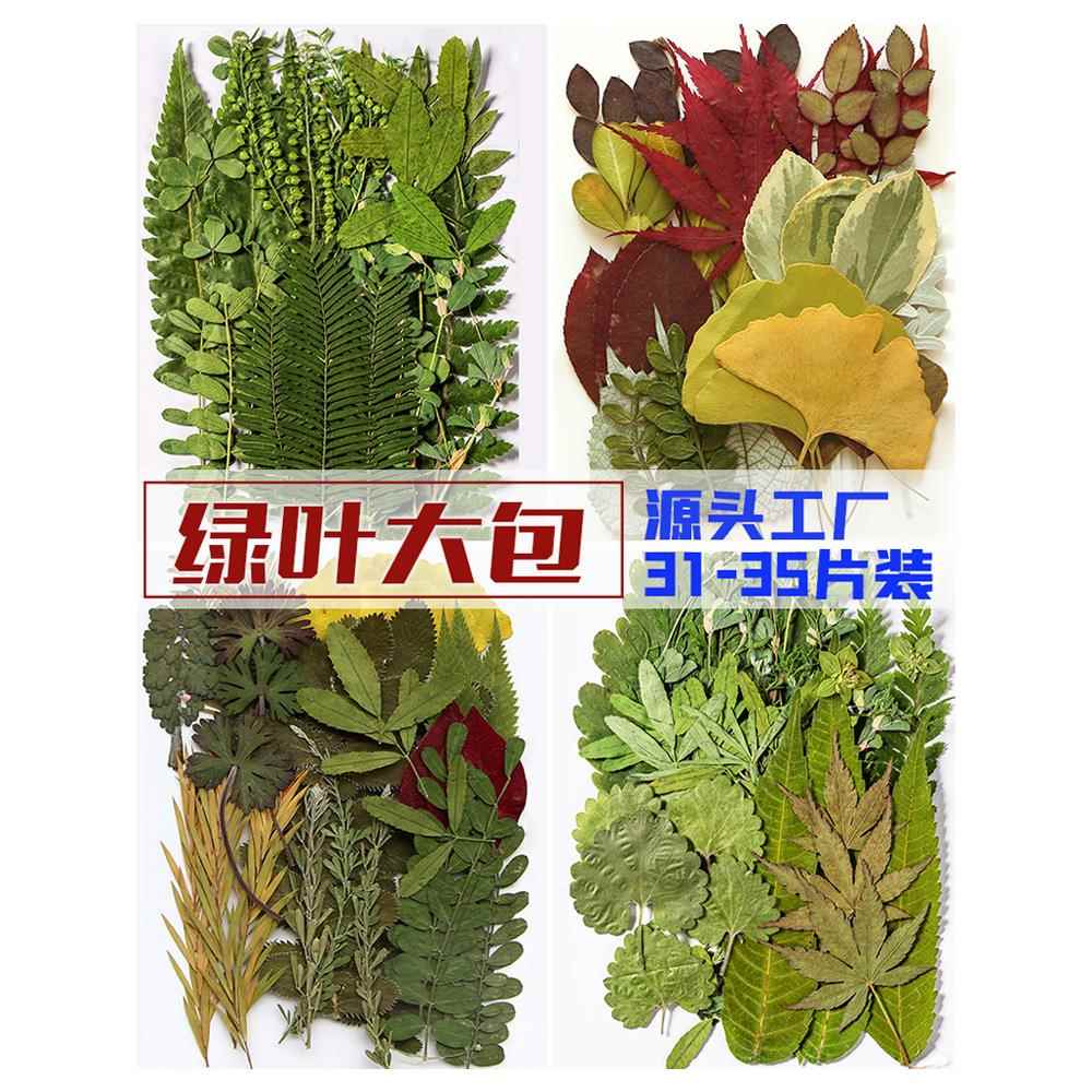 真树叶植物标本幼儿园手工贴画干花压花DIY写真贴脸装饰干花妆图片
