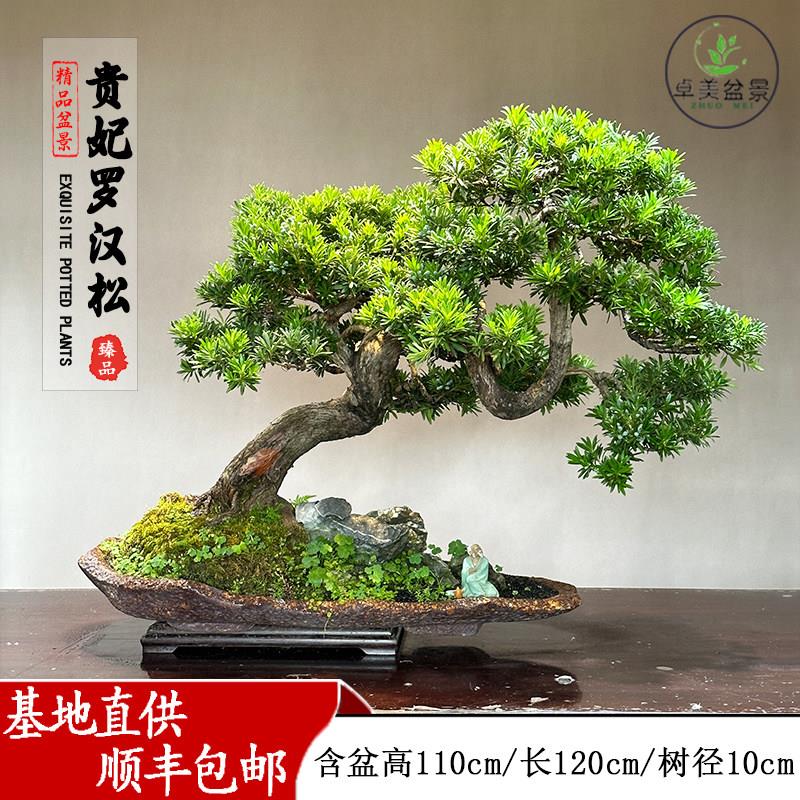 罗汉松高端造型盆景迎客松盆栽室内外办公室庭院耐活好养老桩真树