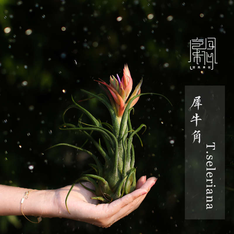 空气凤梨 无土植物 犀牛角 seleriana  空凤来仪
