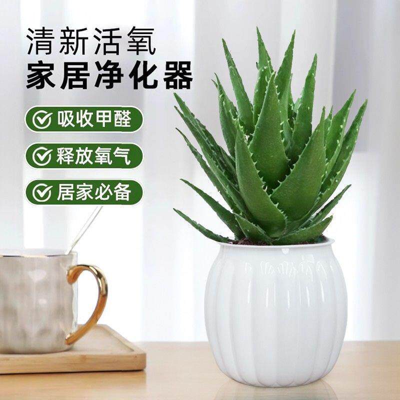 芦荟水培室内盆栽净化空气办公室桌面耐旱好养花卉盆景绿植除甲醛