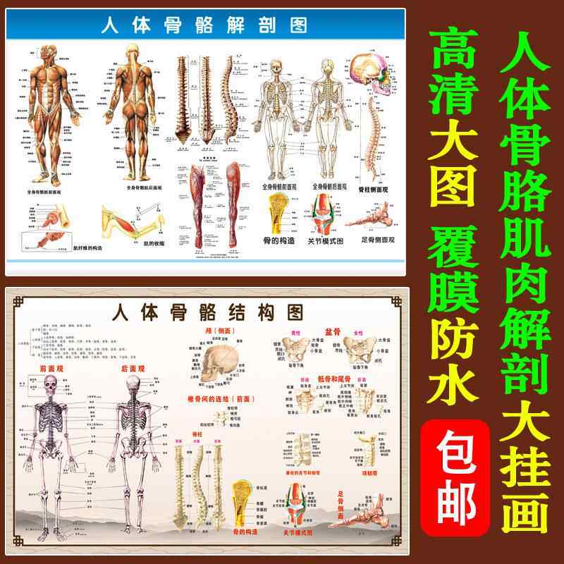 人体全身骨骼肌肉解剖图挂图高清大图诊所贴画骨头结构示意海报图