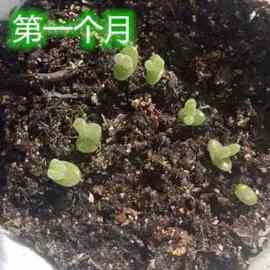 桌面可爱绿色小兔子碧光环，多肉植物种子套餐盆栽，室内趣味阳台容易