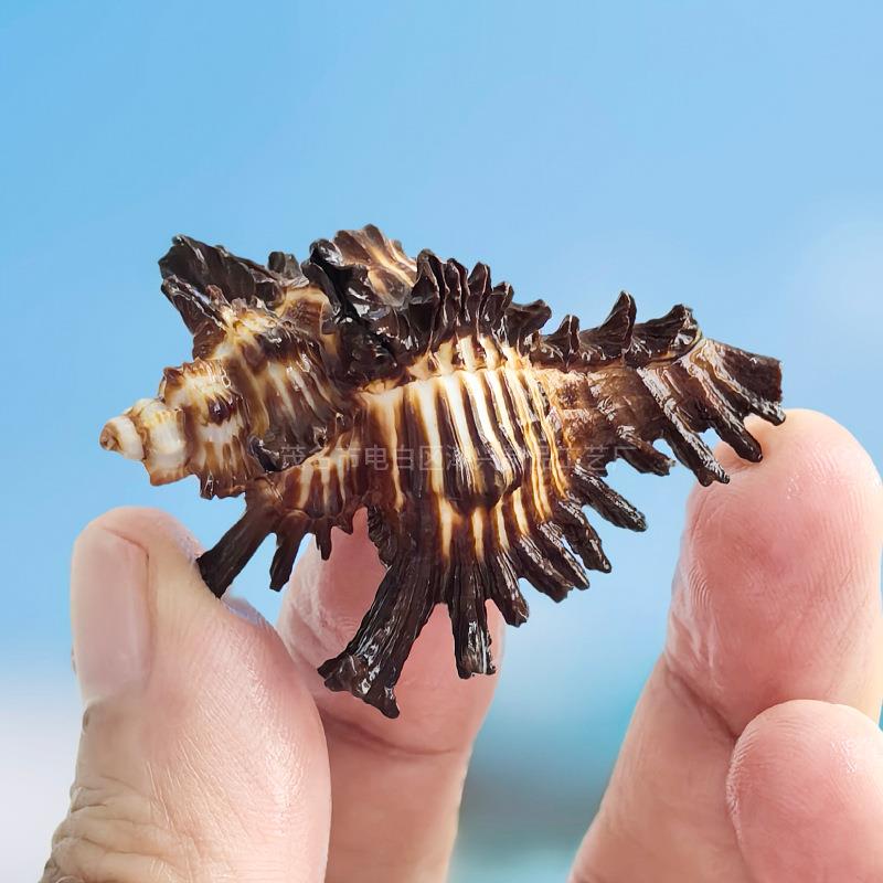 天然海螺贝壳黑玫瑰千手螺骨海螺螺寄居替换壳鱼居缸水族景蟹家造