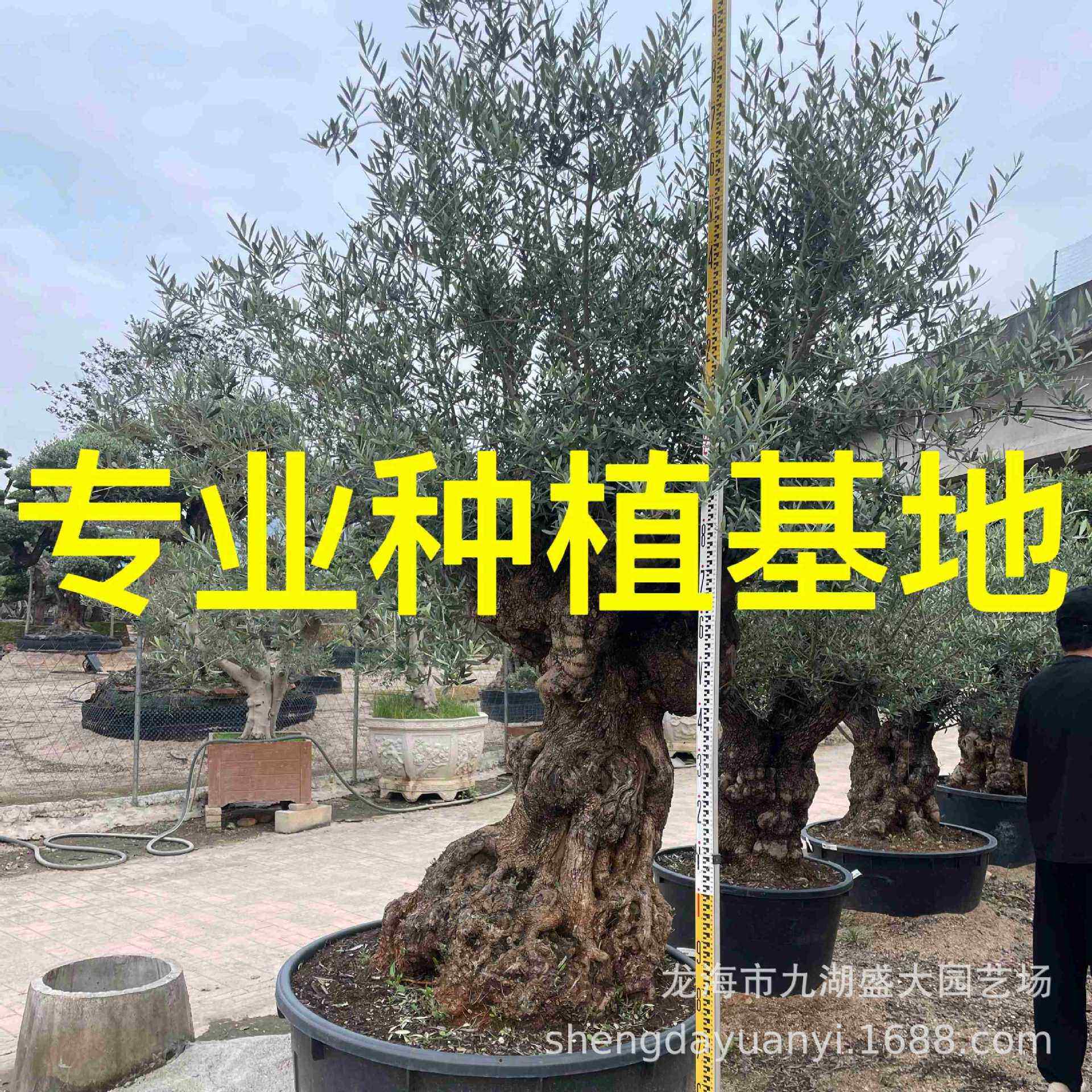 别墅庭院西班牙油橄榄基地 造型欧洲油橄榄 全冠橄榄树价格