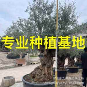 别墅庭院西班牙油橄榄基地 造型欧洲油橄榄 全冠橄榄树价格