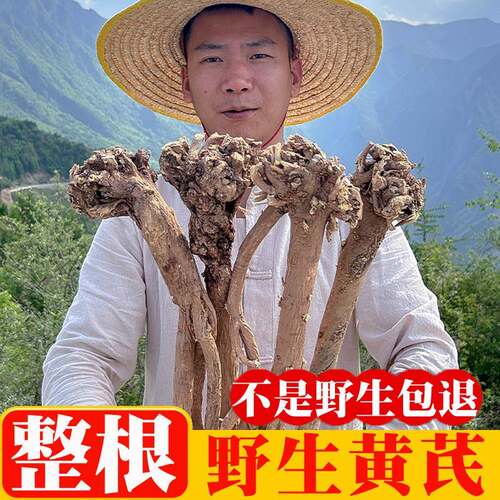 甘肃岷县深山采挖纯野生黄芪中药材整根条无硫无农残新货泡水煲汤