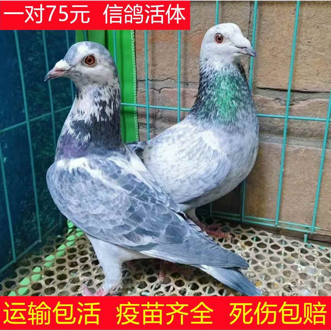 鸽子活一对信鸽活苗家养鸽种鸽赛鸽银王鸽青年鸽子活体白羽王活鸽