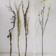 白色绿色仿真树枝树干家居落地装 饰插花艺干花艺术干枝植物假树枝