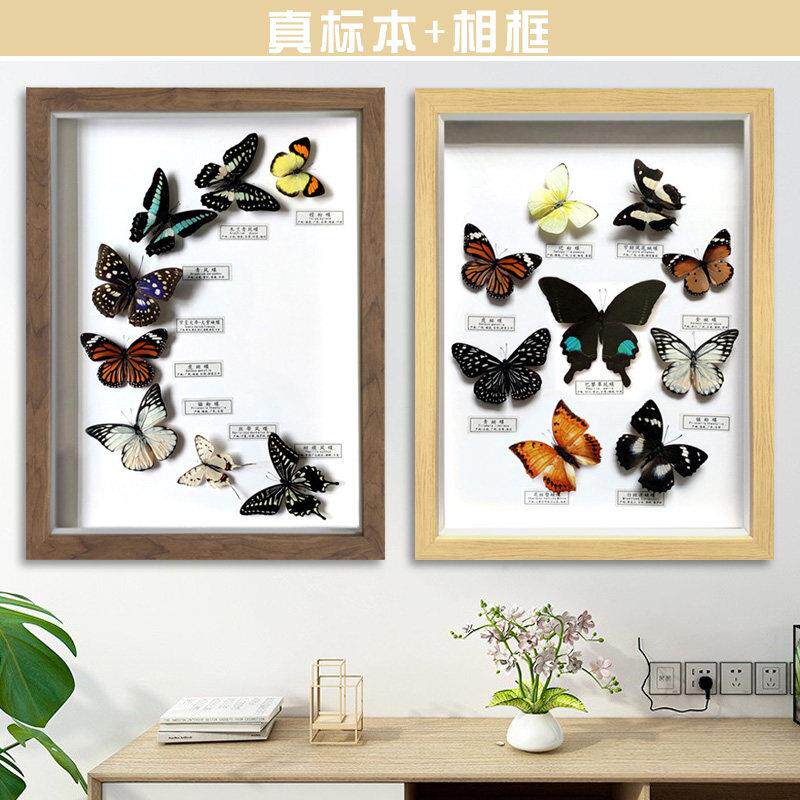 新款真蝴蝶标本相框独立昆虫工艺装饰挂饰墙画 画科普教学具16寸