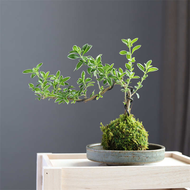 绿植苔藓球提跟悬崖六月雪办公室内好养桌面造型盆栽盆景水培植物