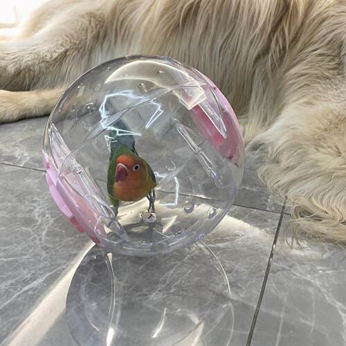 官方旗舰店正品鹦鹉跑球玩具解闷自嗨跑球小太阳虎皮牡丹小玩具防