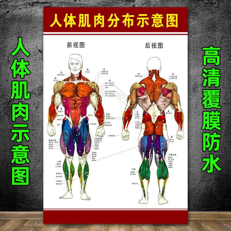 人体肌肉图解 人体肌肉结构解剖大挂图 人体器官解剖图示意图海报