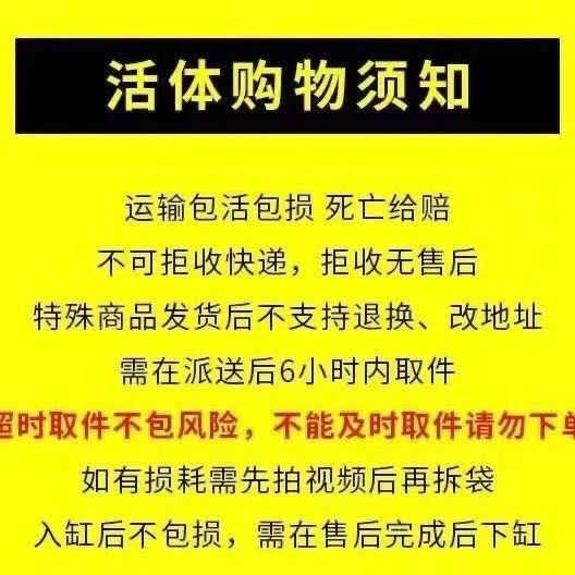 南海宠物溪蟹淡水相手造景巨钳观赏螃蟹易养耐活相守发财鲜活